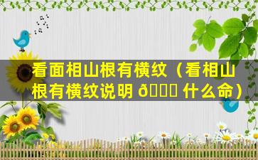 看面相山根有横纹（看相山根有横纹说明 🍀 什么命）